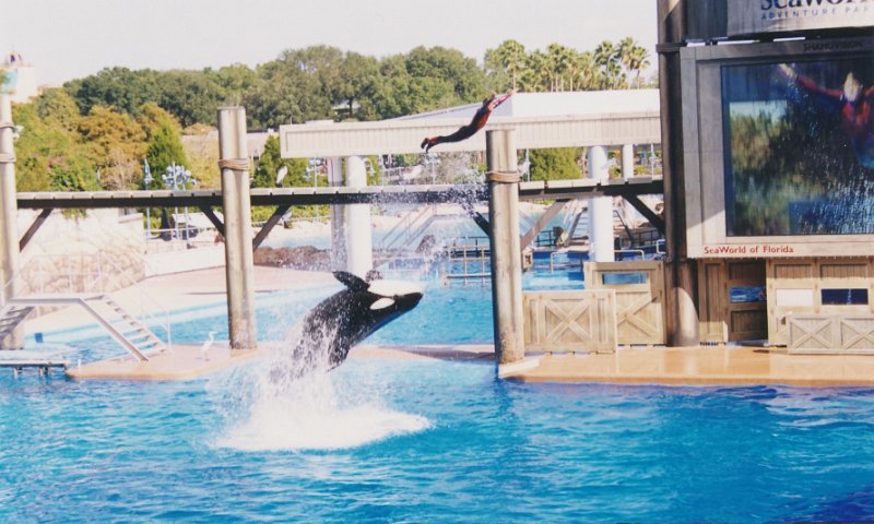 020-The killer whale show.jpg
